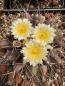 Preview: Thelocactus panarottoi